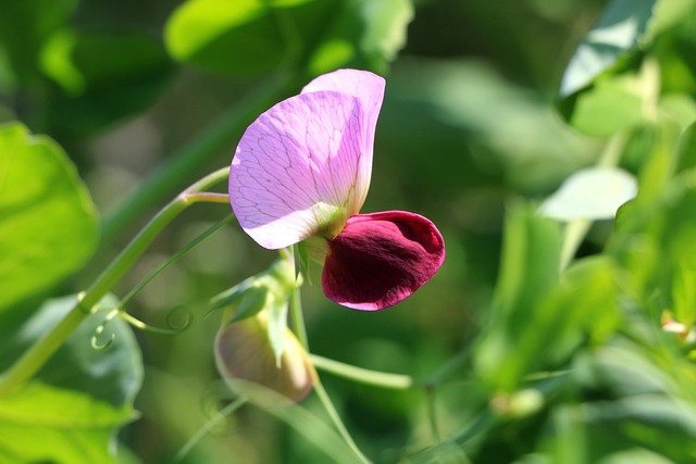 Free Sweet Pea Garden photo and picture