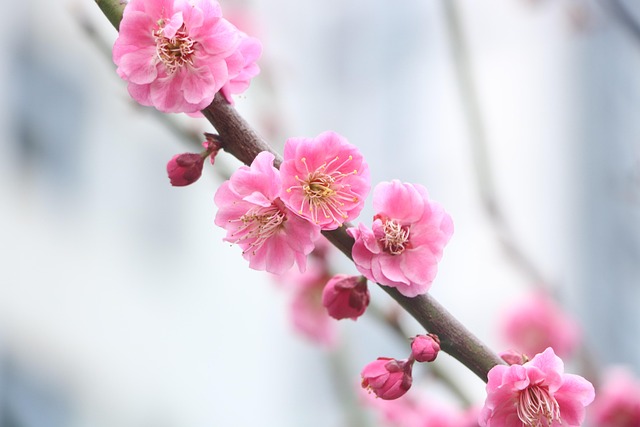Free Plum Blossoms Pink Flowers photo and picture