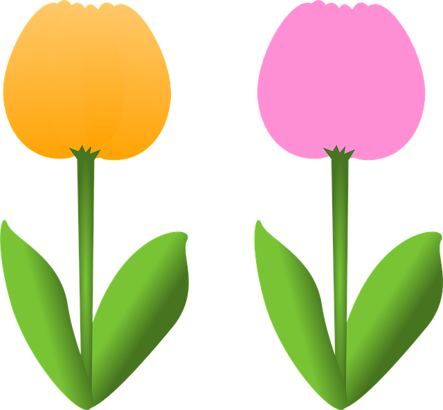 Free flowers tulips beautiful flowers vector