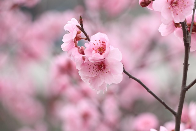 Free Plum Blossoms Pink Flowers photo and picture