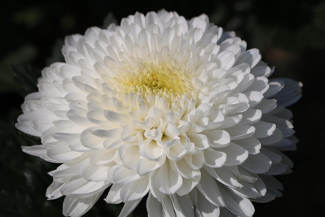 Free Chrysanthemum White Flower photo and picture