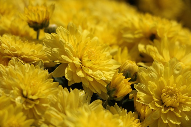 Free Yellow Flowers Flowers photo and picture