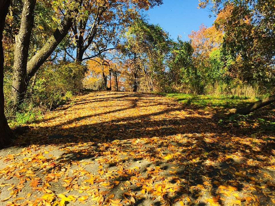 Fall Trees Park - Free photo on Pixabay - Pixabay
