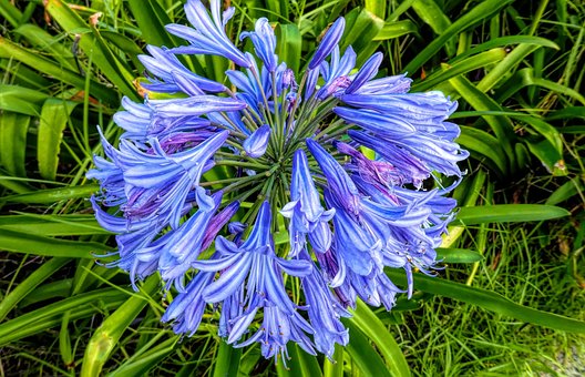 Free Lily Of The Nile Purple Flowers photo and picture