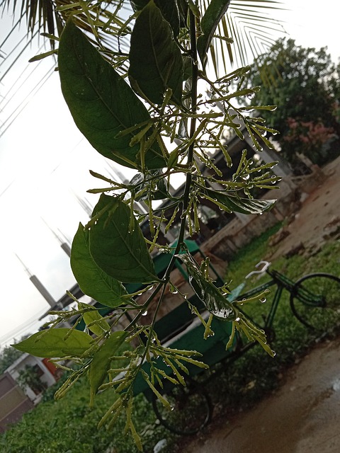 Free Rainy Flower photo and picture