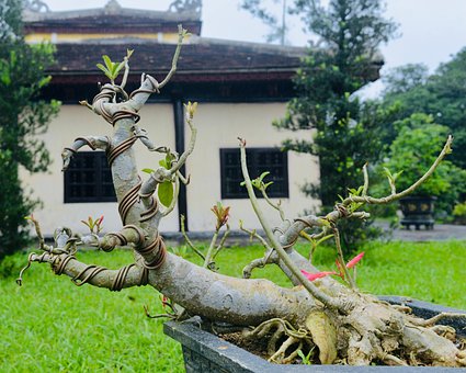Nuance, Bonsai, Tempel
