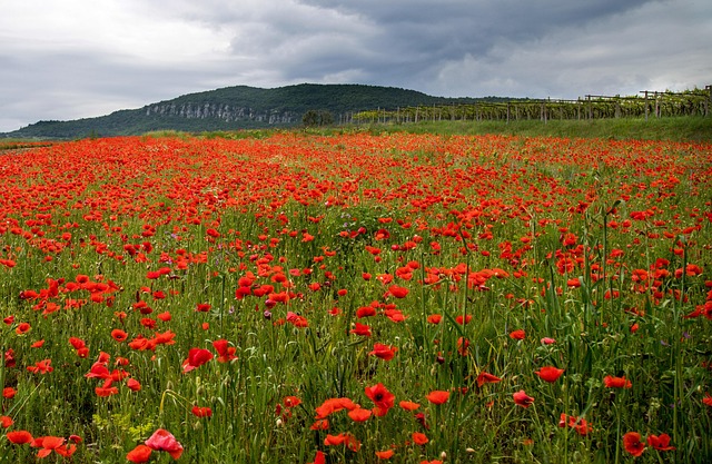 Valmue, Natur, Bjerge, Landskab, Vinder