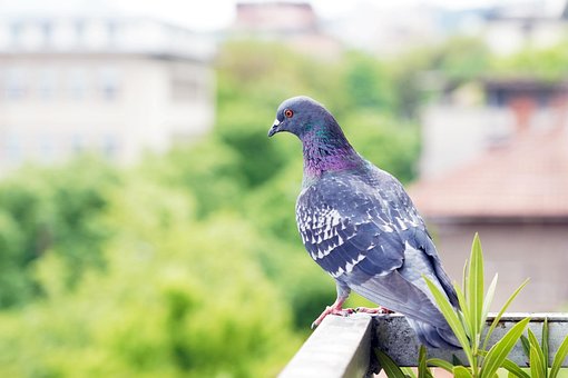 Taube, Vogel, Tierwelt, Tier, Natur