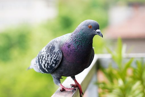 Taube, Vogel, Tierwelt, Tier, Natur