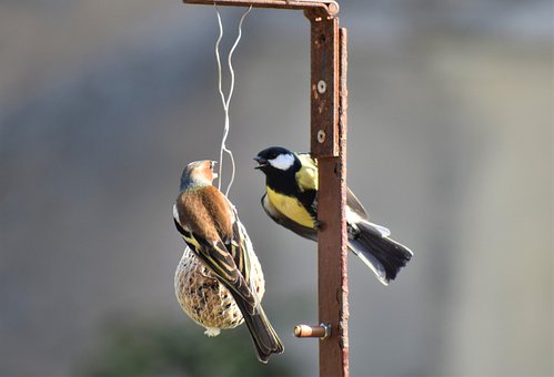 Flottmeis, Chaffinch, Fugler