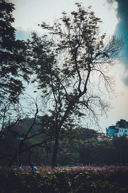 Free Sky Scenery photo and picture