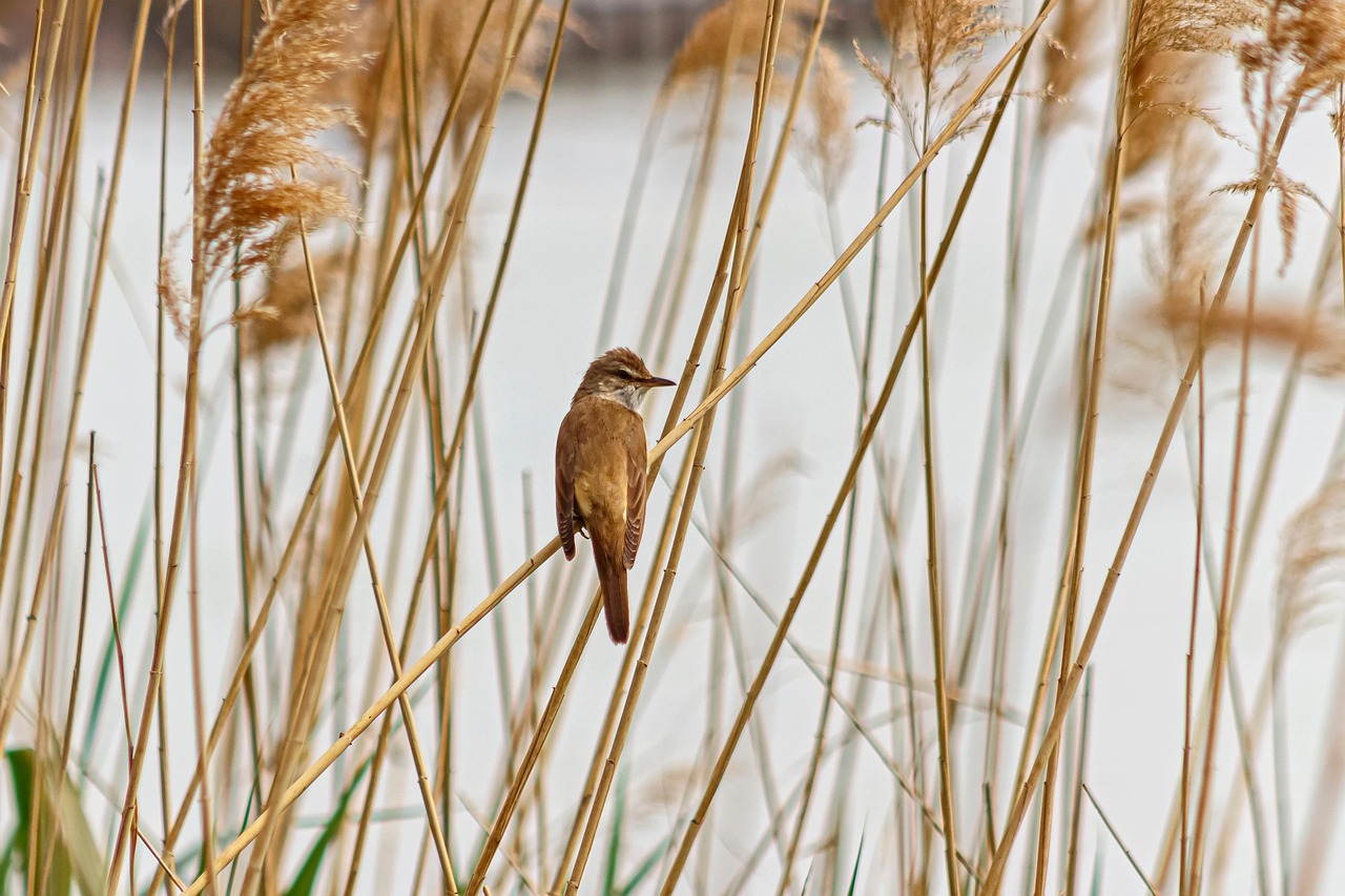 30,000+ Free Singer Bird & Singer Images - Pixabay