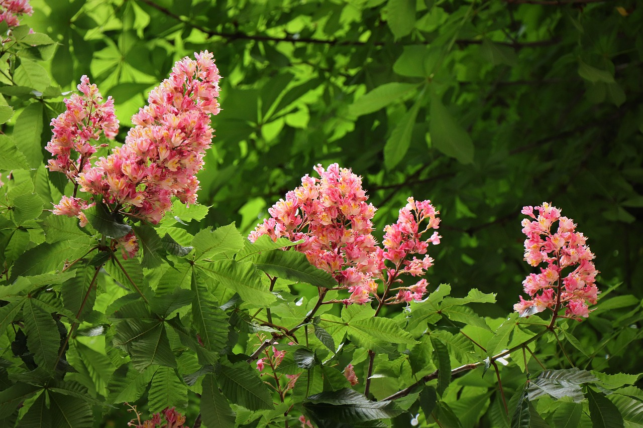 Red Horse Chestnut Flowers - Free photo on Pixabay - Pixabay
