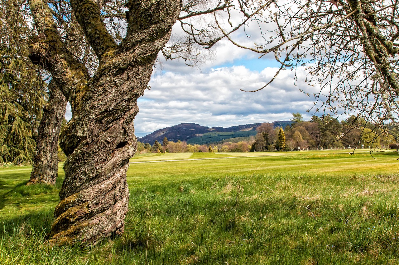 https://cdn.pixabay.com/photo/2022/05/06/21/36/tree-7179139_1280.jpg