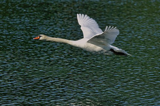 Free Flying Swan River photo and picture