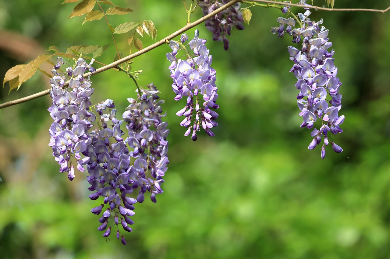 400+ Free Wisteria & Nature Images Pixabay