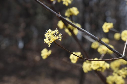 Frühling, Gelbe Blumen, Blumen