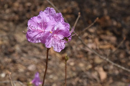 Azalee, Blume, Insekt, Feder