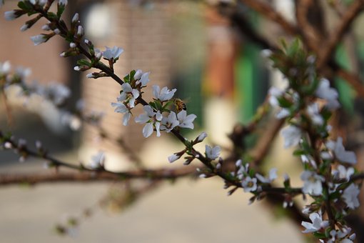 Kirschblüte, Feder, Blume