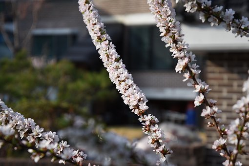 Frühling, Blume, Frühlingsblumen