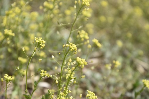 Blumen, Frühling, Frühlingsblumen