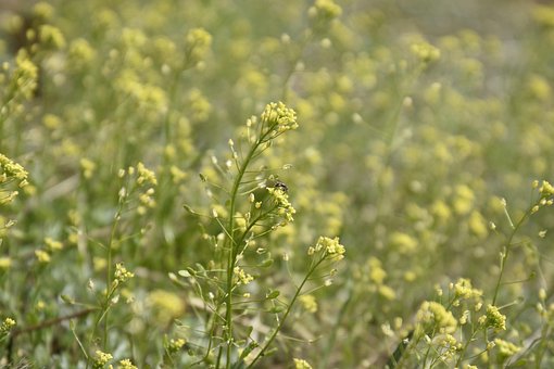 Frühling, Frühlingsblumen, Blume, Feder