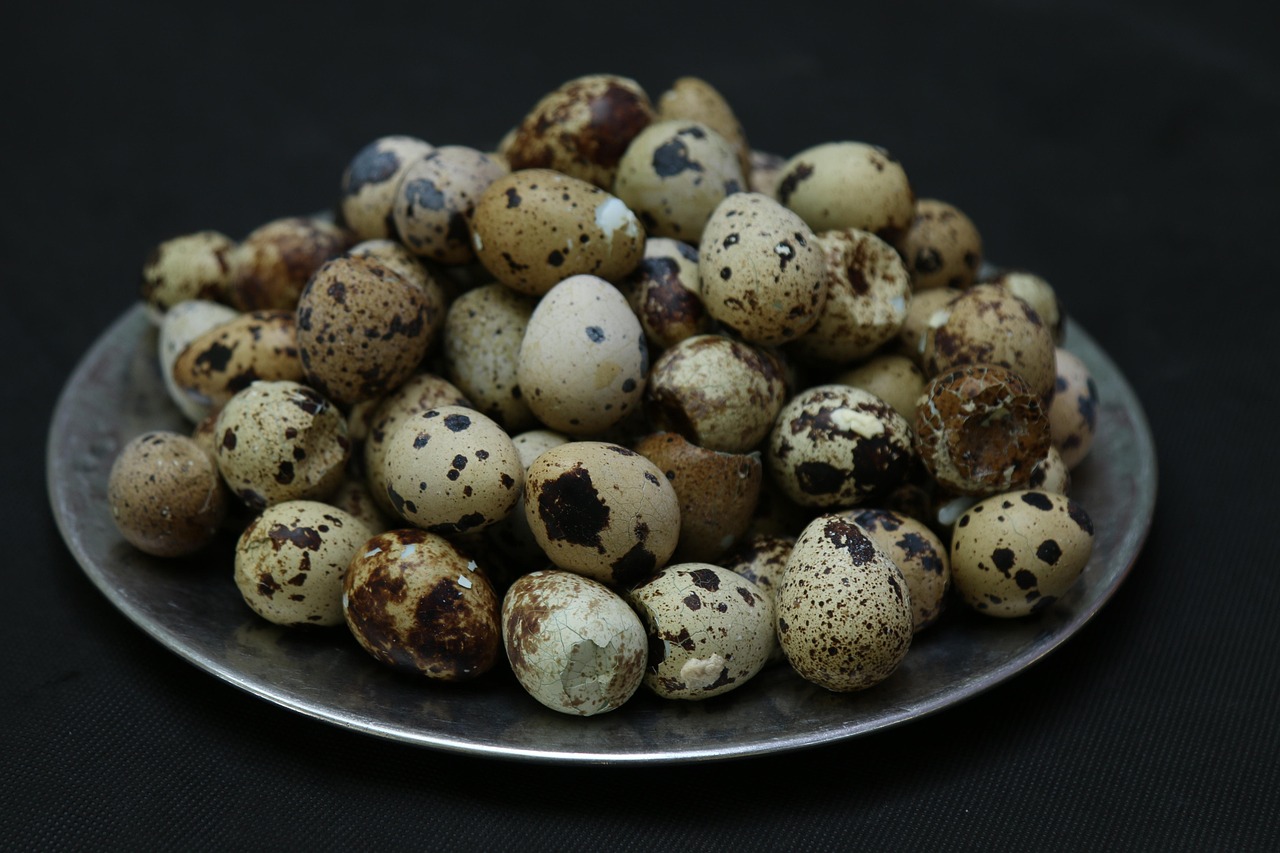 Quail Eggs Protein Snack Free photo on Pixabay Pixabay