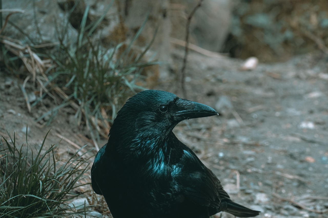 Black Bird Crow Free Photo On Pixabay Black Bird 7179454 1280