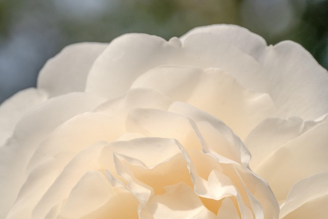 Free Flower White Flower photo and picture
