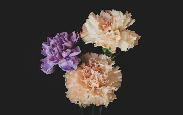 Free Carnation Bouquet photo and picture