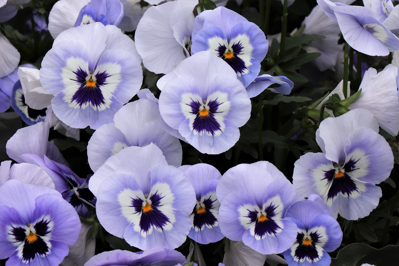 Light Blue Pansies Flowers Free photo on Pixabay Pixabay