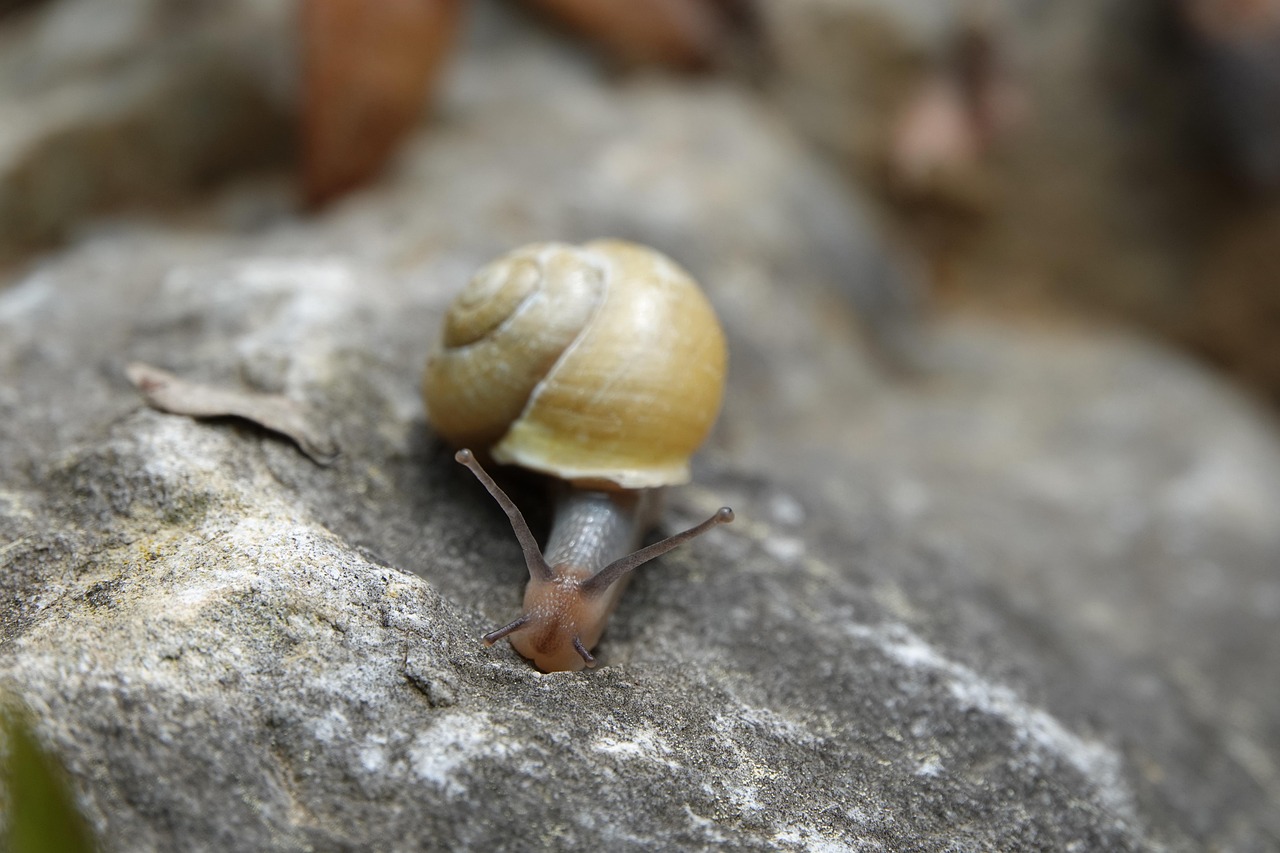 Tree Snail Gastropod Free photo on Pixabay Pixabay