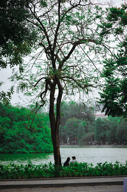 Free Tree Water photo and picture