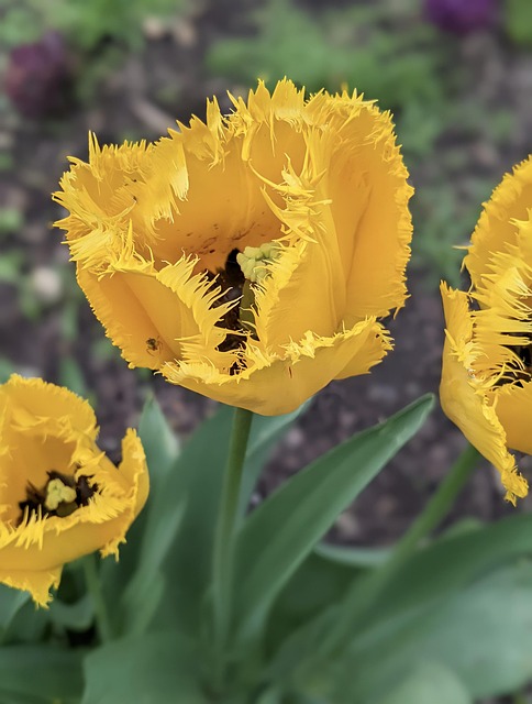 Blomster, Tulipan, Natur, Flora, Forår