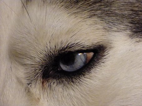 Schor, Hond, Dier, Oog, Blauw, Zicht