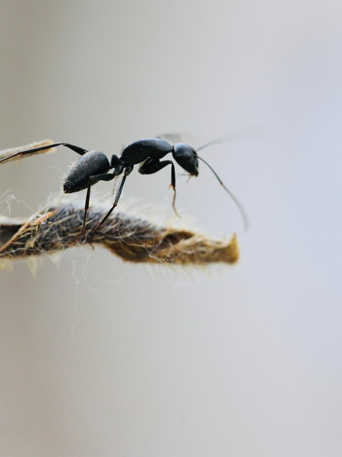 Insect Ant Bug - Free photo on Pixabay - Pixabay