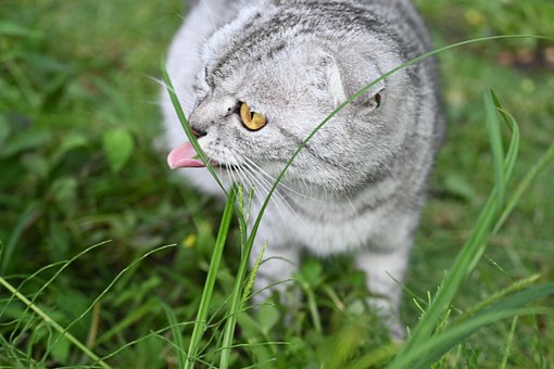 Gato, Floresta, Ao Ar Livre, Relva