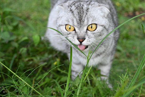 Gato, Floresta, Ao Ar Livre, Relva