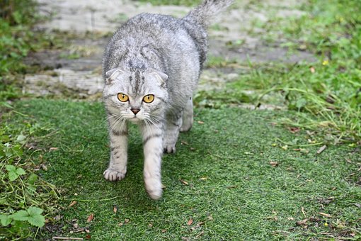 Gato, Floresta, Ao Ar Livre, Relva