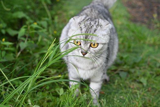 Gato, Floresta, Ao Ar Livre, Relva