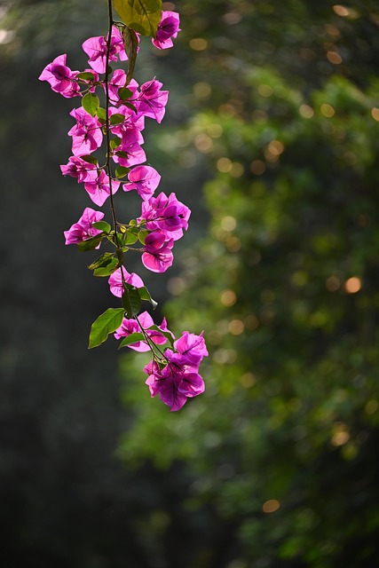 Buganvílias, Flores Cor De Rosa, Flores