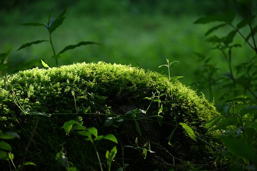Musgo, Líquen, Natureza, Floresta