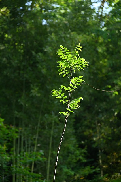 Árvore Pequena, Luz Do Sol, Floresta