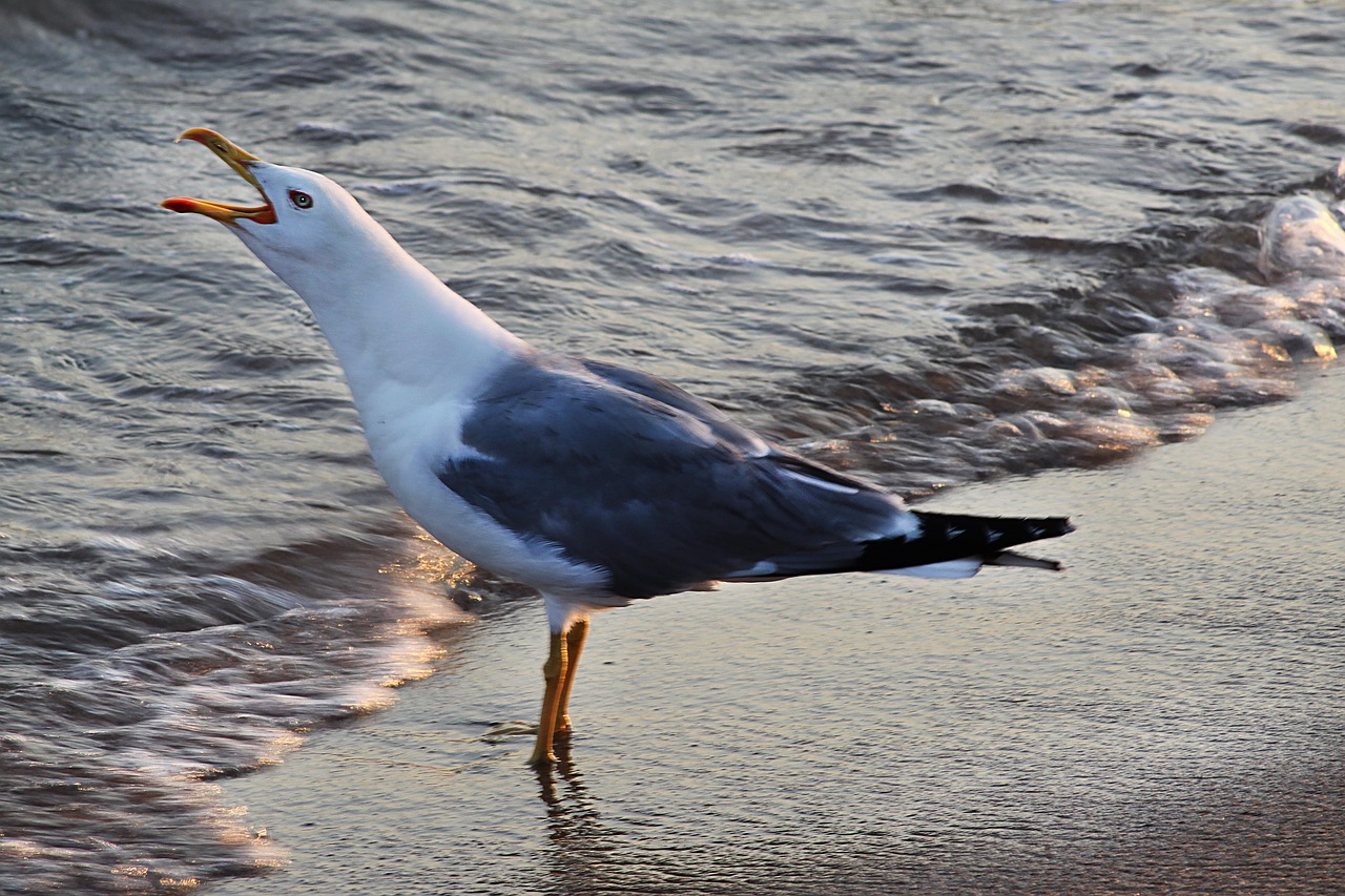 Oiseau Plage Mouette Photo Gratuite Sur Pixabay Pixabay Oiseau Plage Mouette Photo Gratuite Sur Pixabay Pixabay