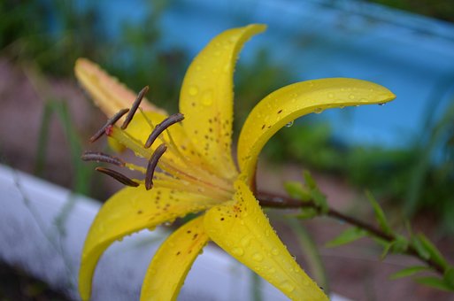 Lelie, Bloem, Geel, Regen, Druppels