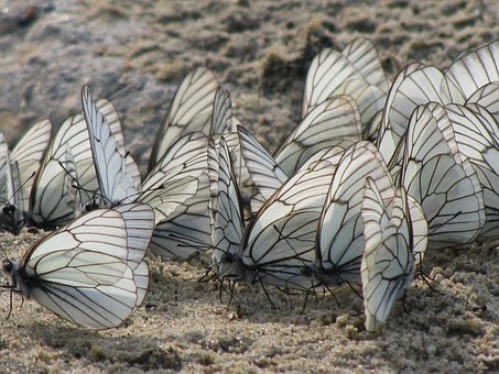 Vlinders, Natuur, Insect, Vleugels