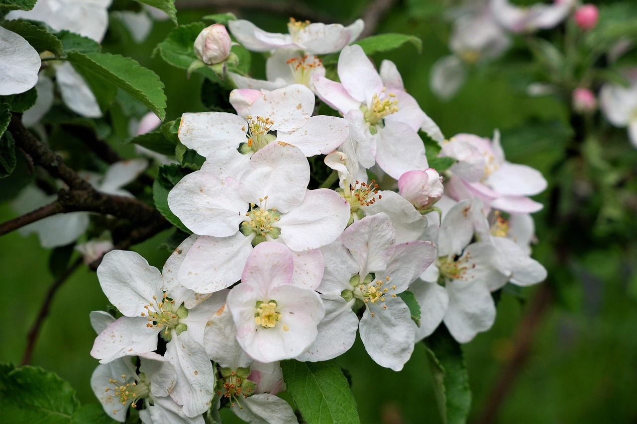 Apple Blossoms Flowers Branch Free photo on Pixabay Pixabay