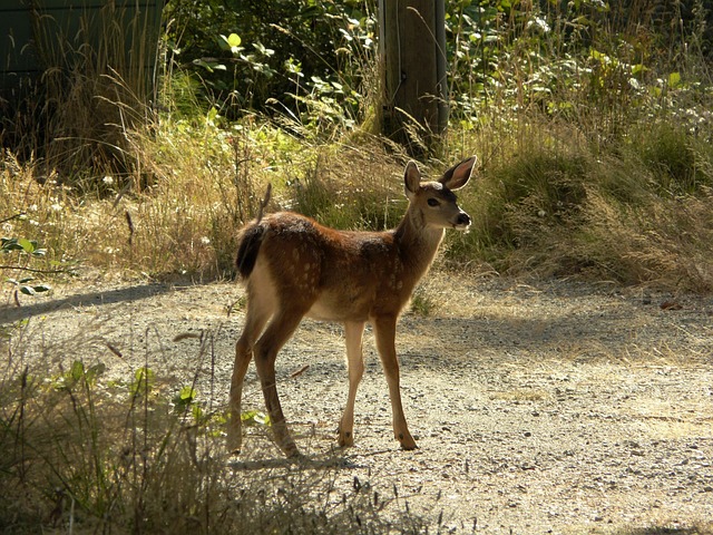 Free Deer Wildlife photo and picture