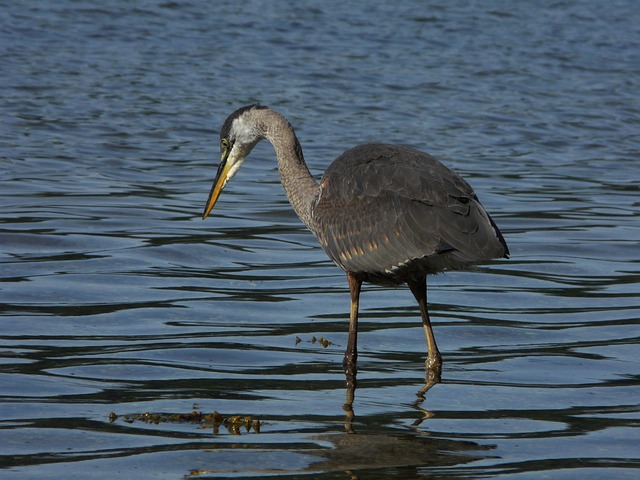 Free Heron Bird photo and picture