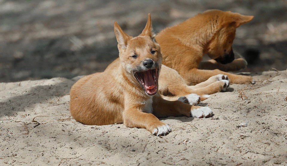 Dingo Wild Dog Canine Free Photo On Pixabay
